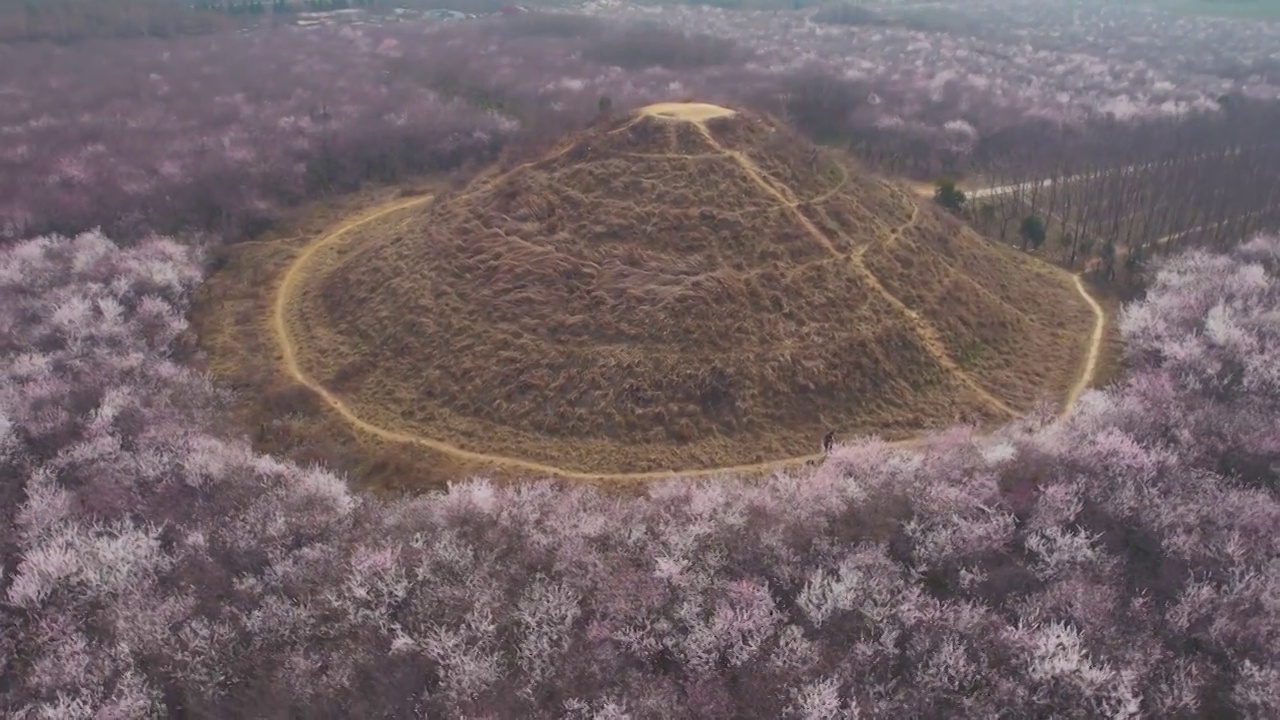 西安大府井明秦王墓桃花航拍视频素材