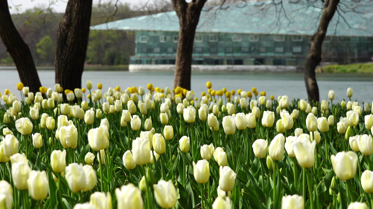 春天湖水边的郁金香花海视频素材