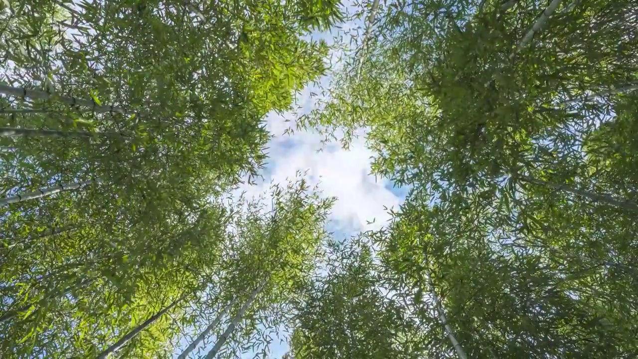 竹林底下仰望天空视频素材