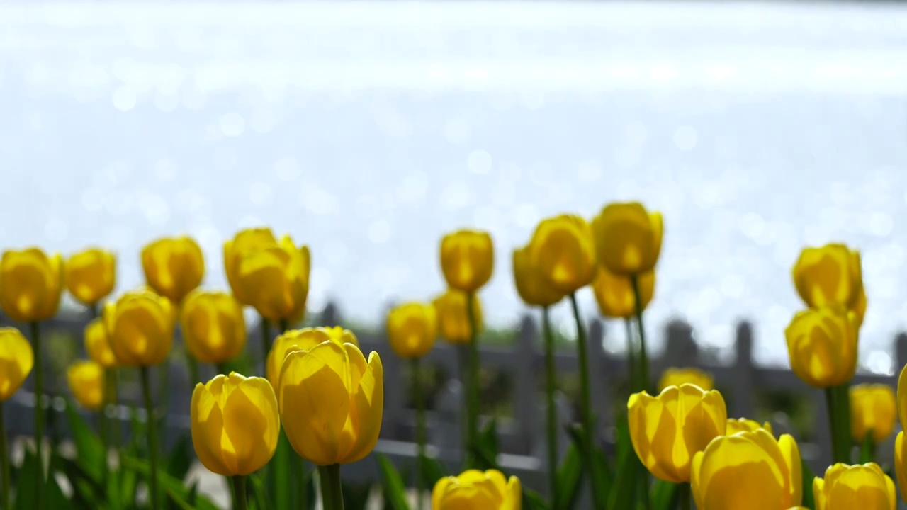 明亮逆光的郁金香花朵和波光粼粼的湖水风光视频素材