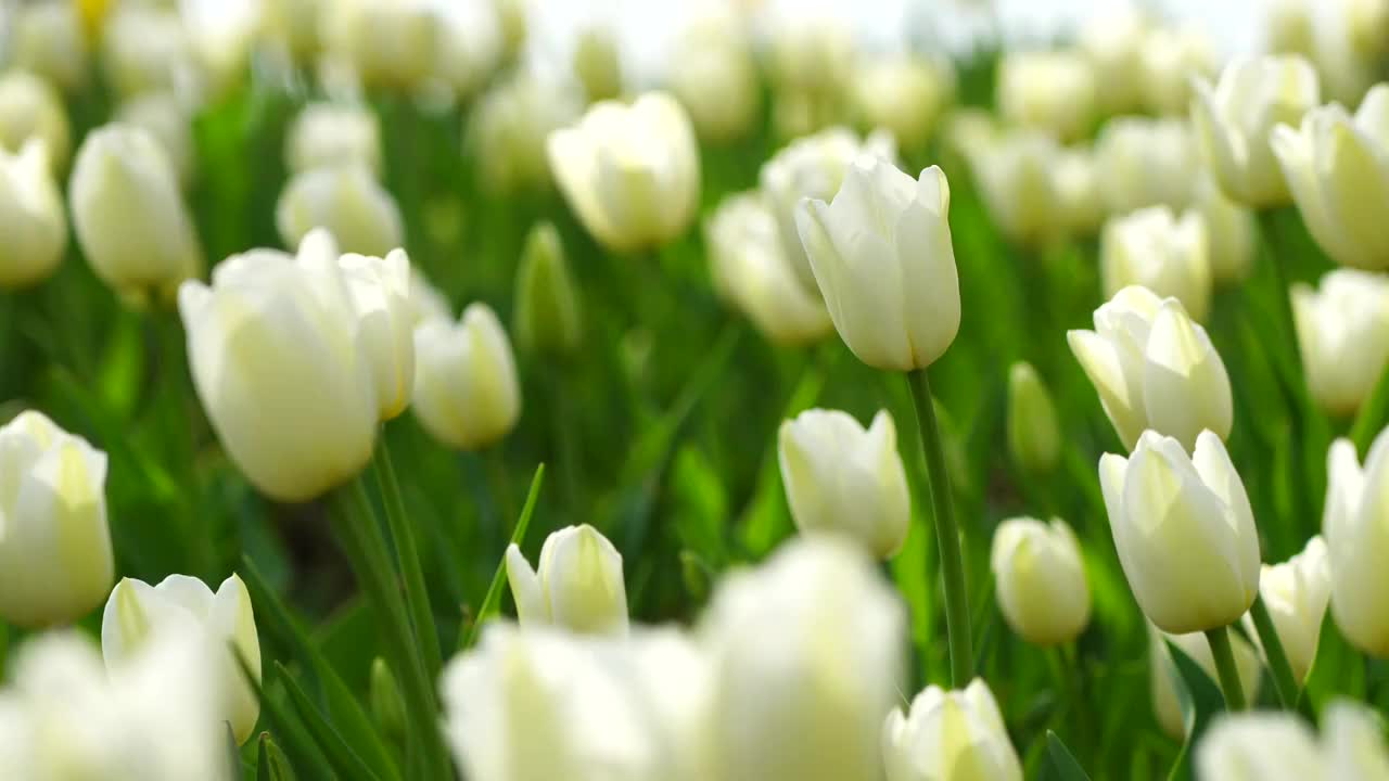 唯美明亮的郁金香花海空镜视频素材