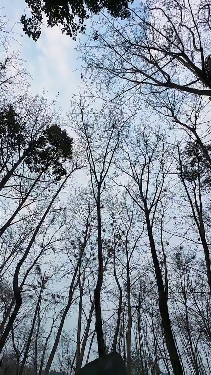 天空下树上的鸟巢视频素材