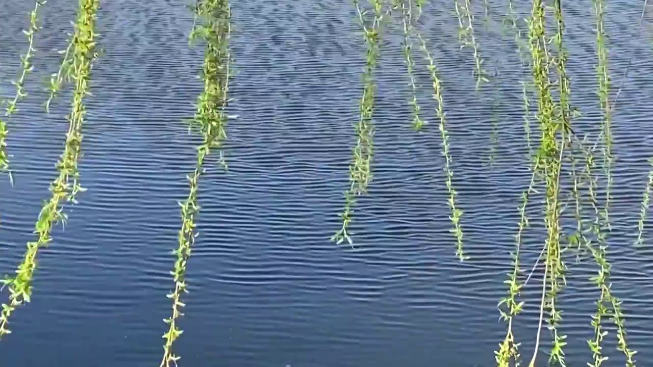 春天河边的垂柳视频素材