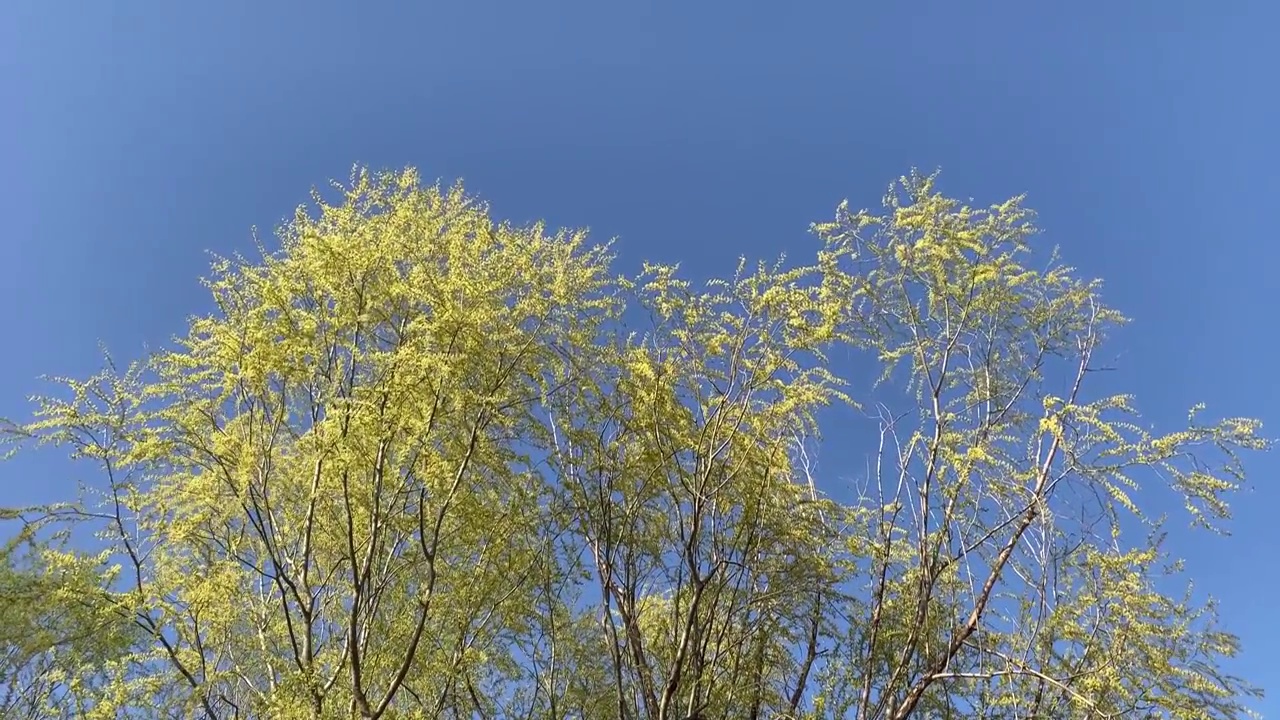 春天河边的垂柳视频素材