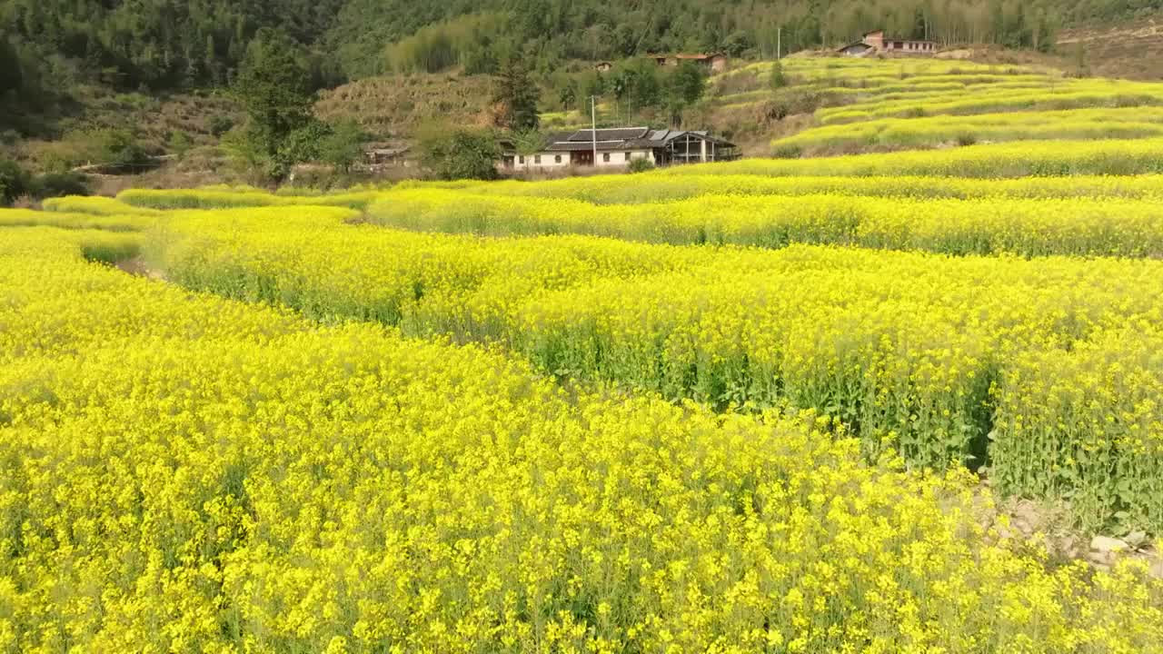 大片油菜花海航拍素材田野美丽乡村振兴春天视频素材