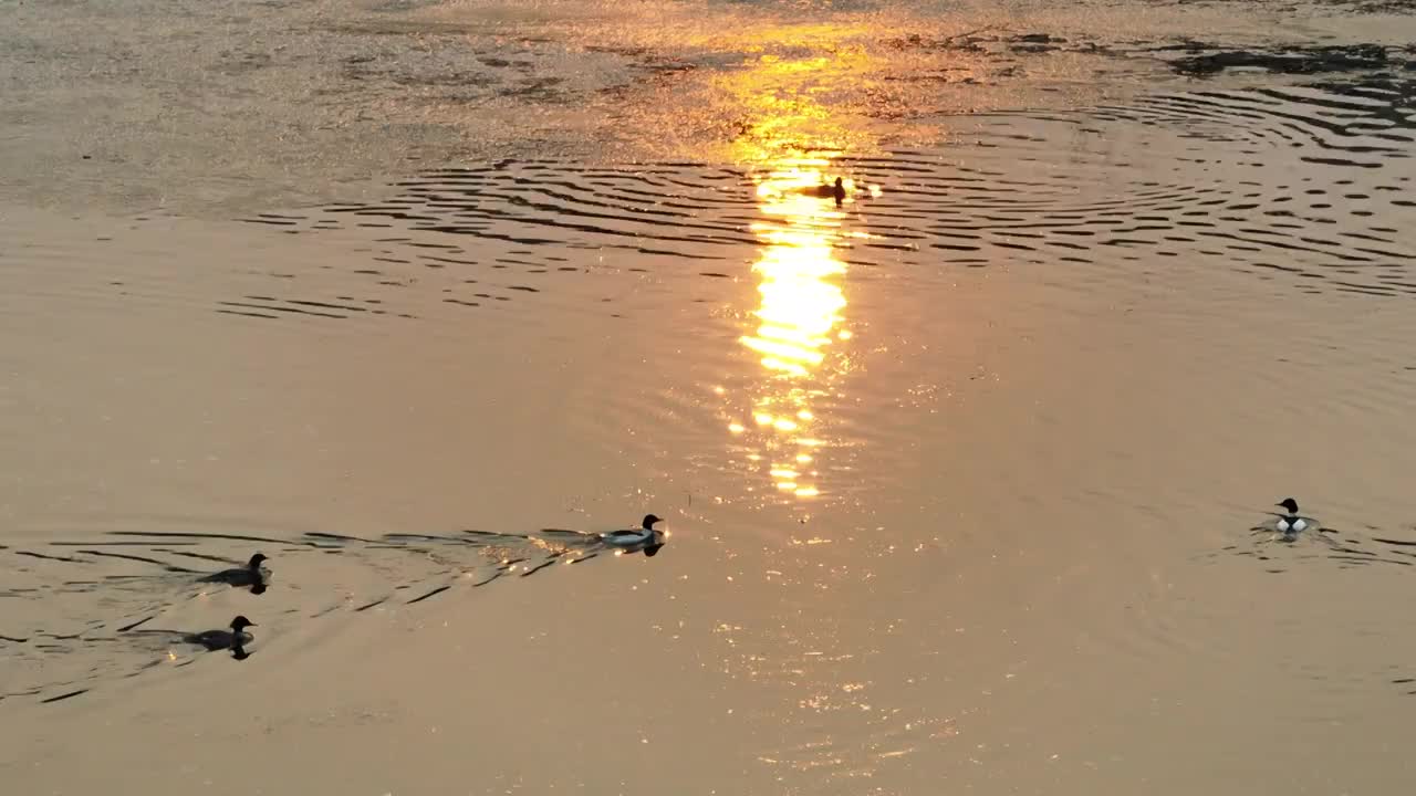 北京怀柔水库春天夕阳下普通秋沙鸭航拍视频素材