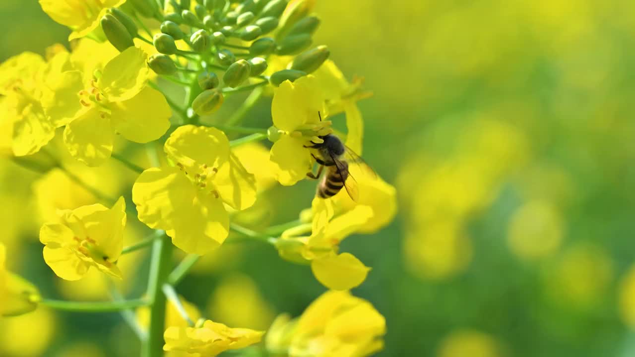 慢镜头下的蜜蜂和油菜花视频下载