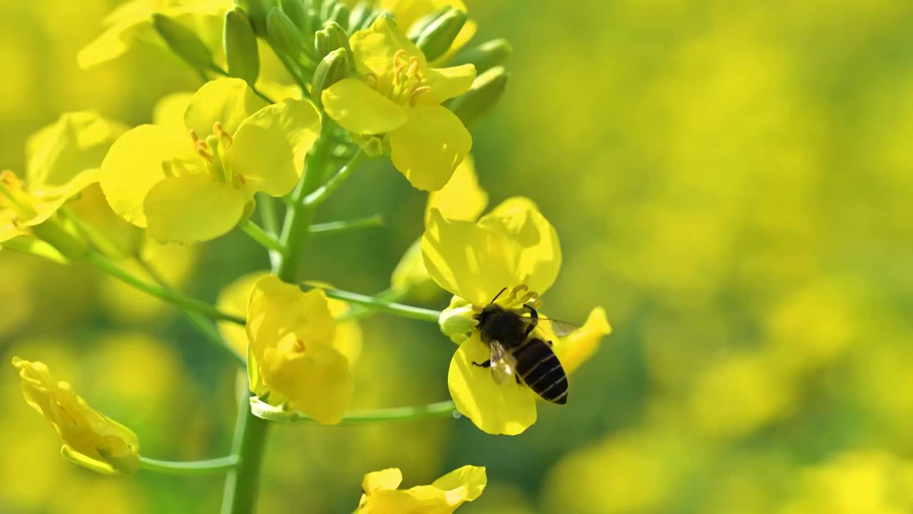 慢镜头下的蜜蜂和油菜花视频下载