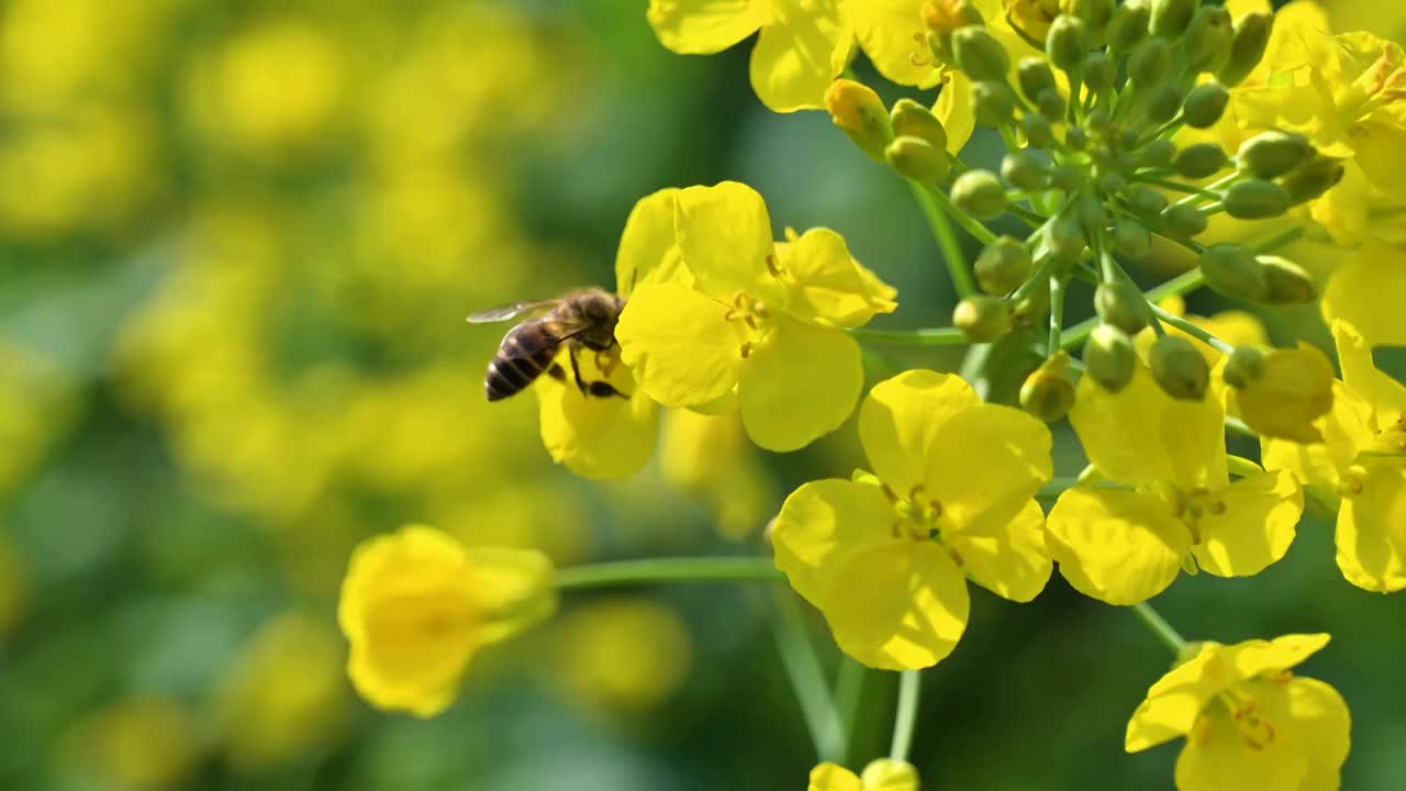 慢镜头下的蜜蜂和油菜花视频下载