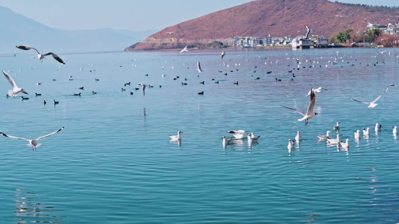 大理海鸥视频素材