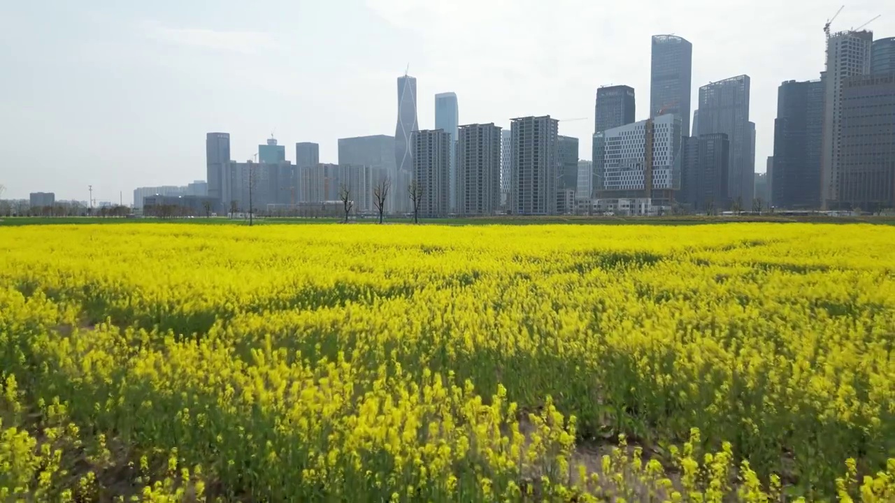 城市里的油菜花视频下载