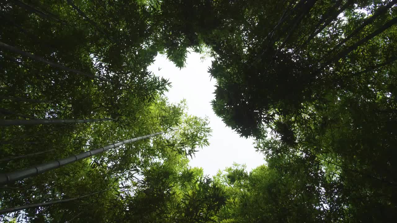 夏日竹林视频素材