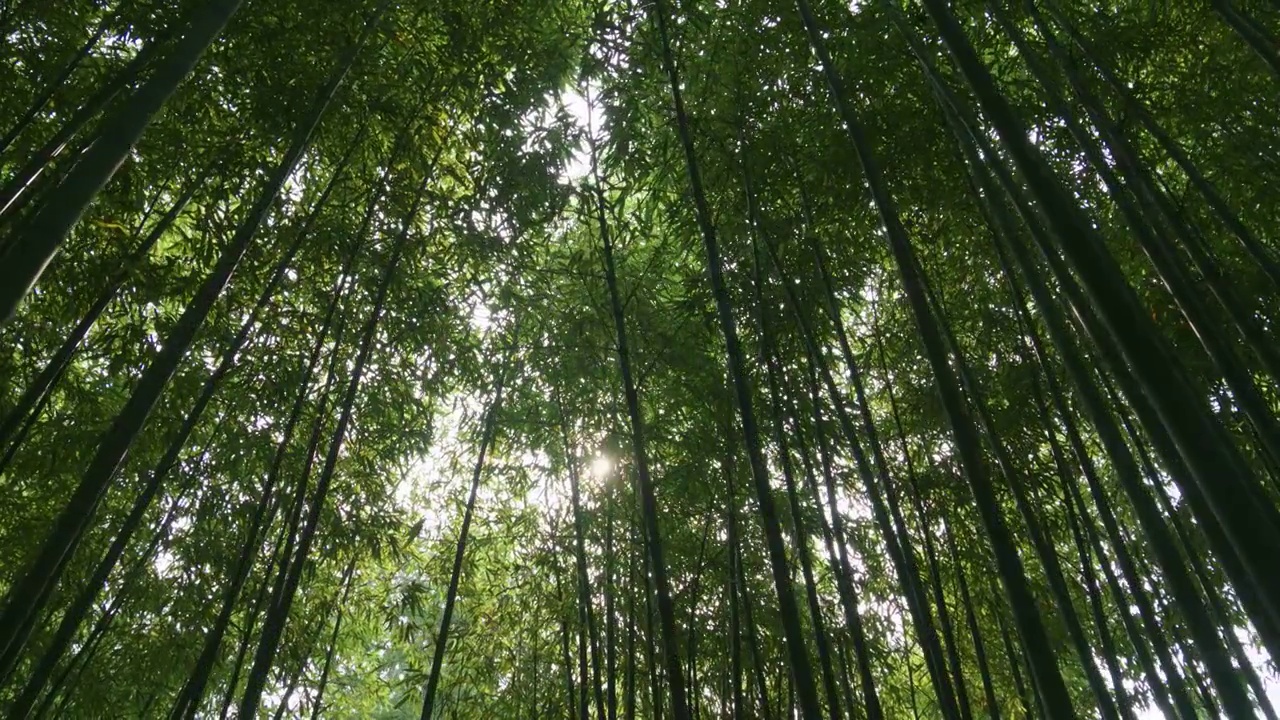 夏日竹林视频素材