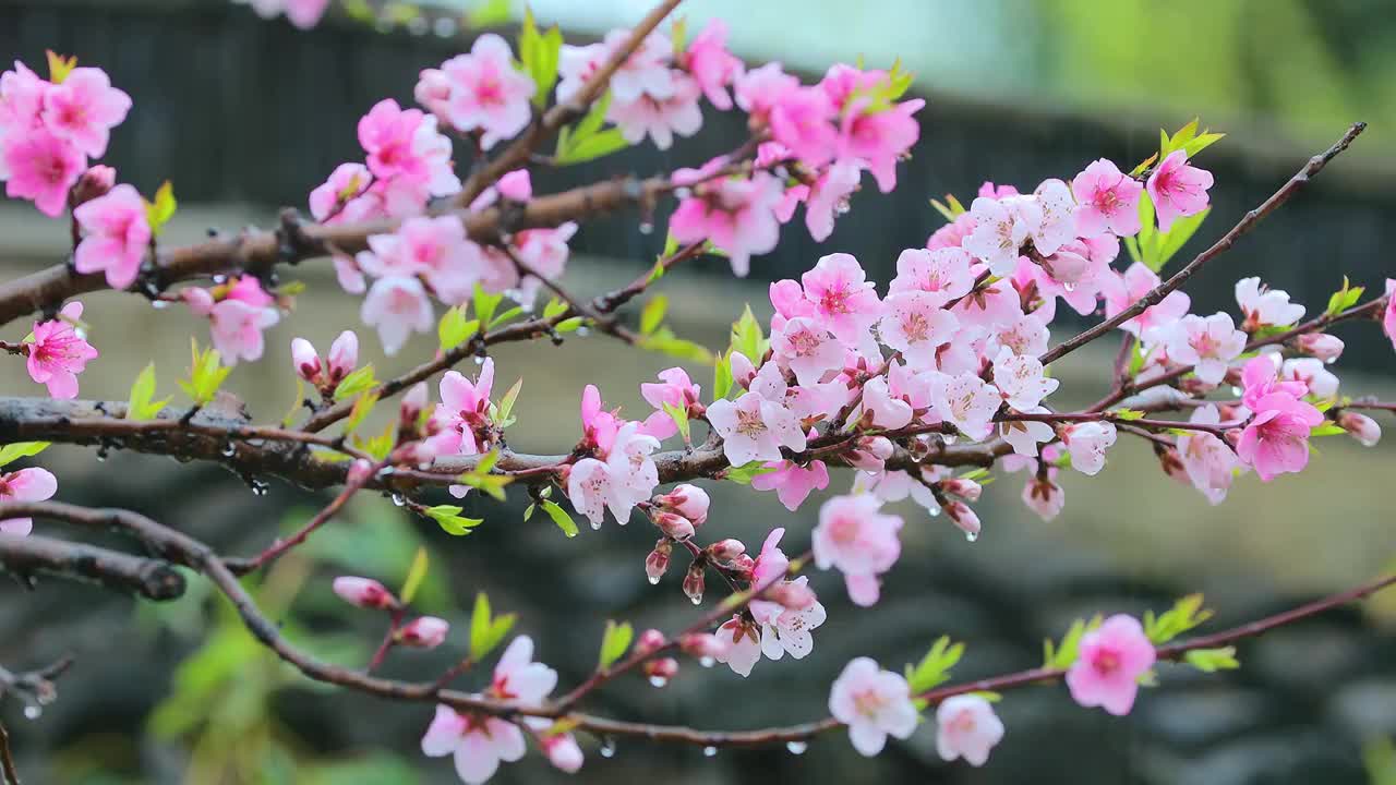 春天细雨里的江南视频购买