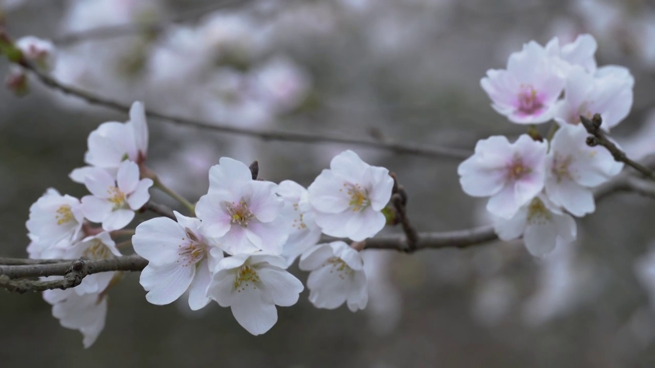 微距 樱花谷樱花特写视频素材