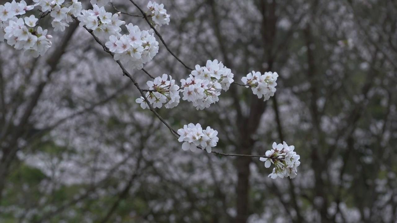 微距 樱花谷樱花特写视频素材