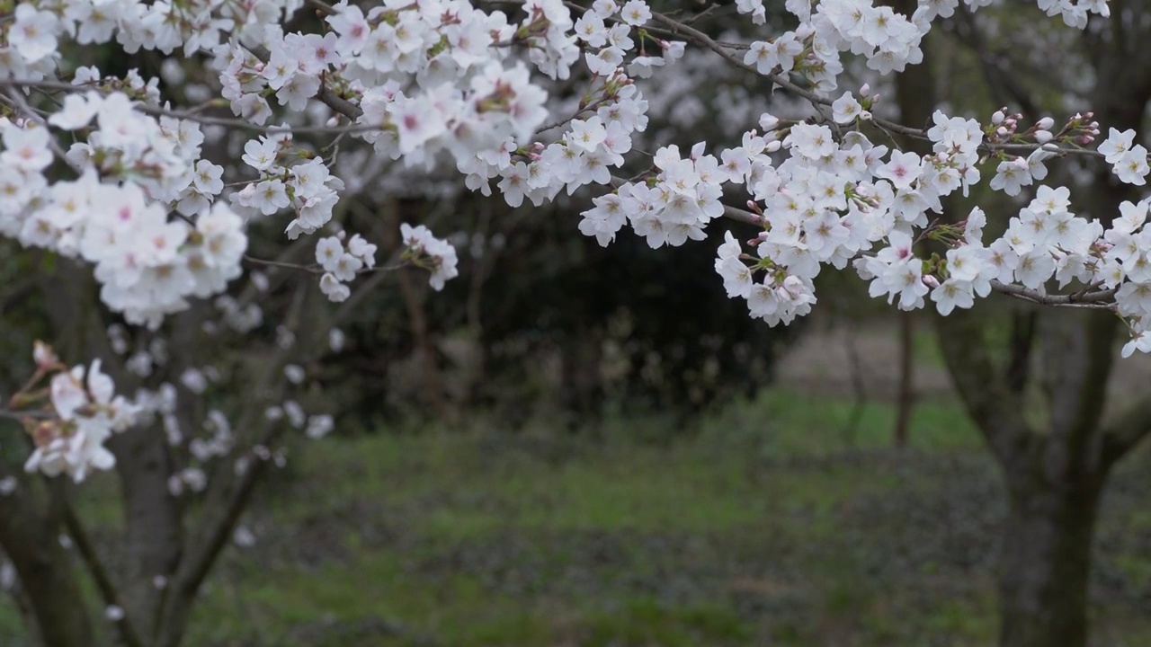 微距 樱花谷樱花特写视频素材