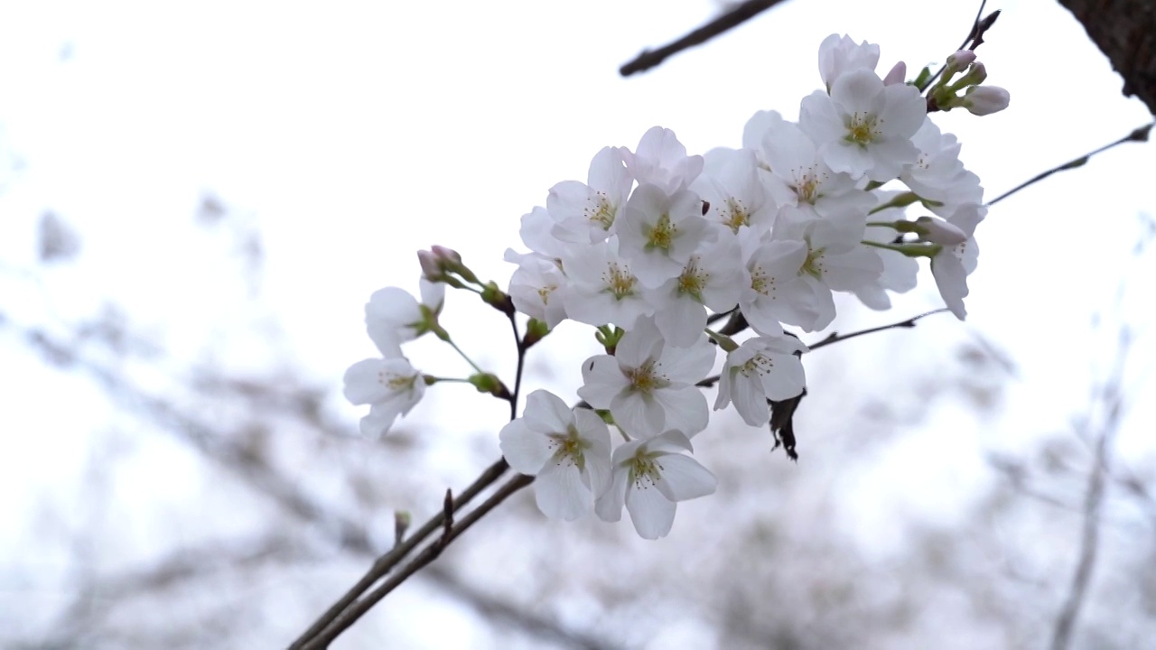 微距 樱花谷樱花特写视频素材