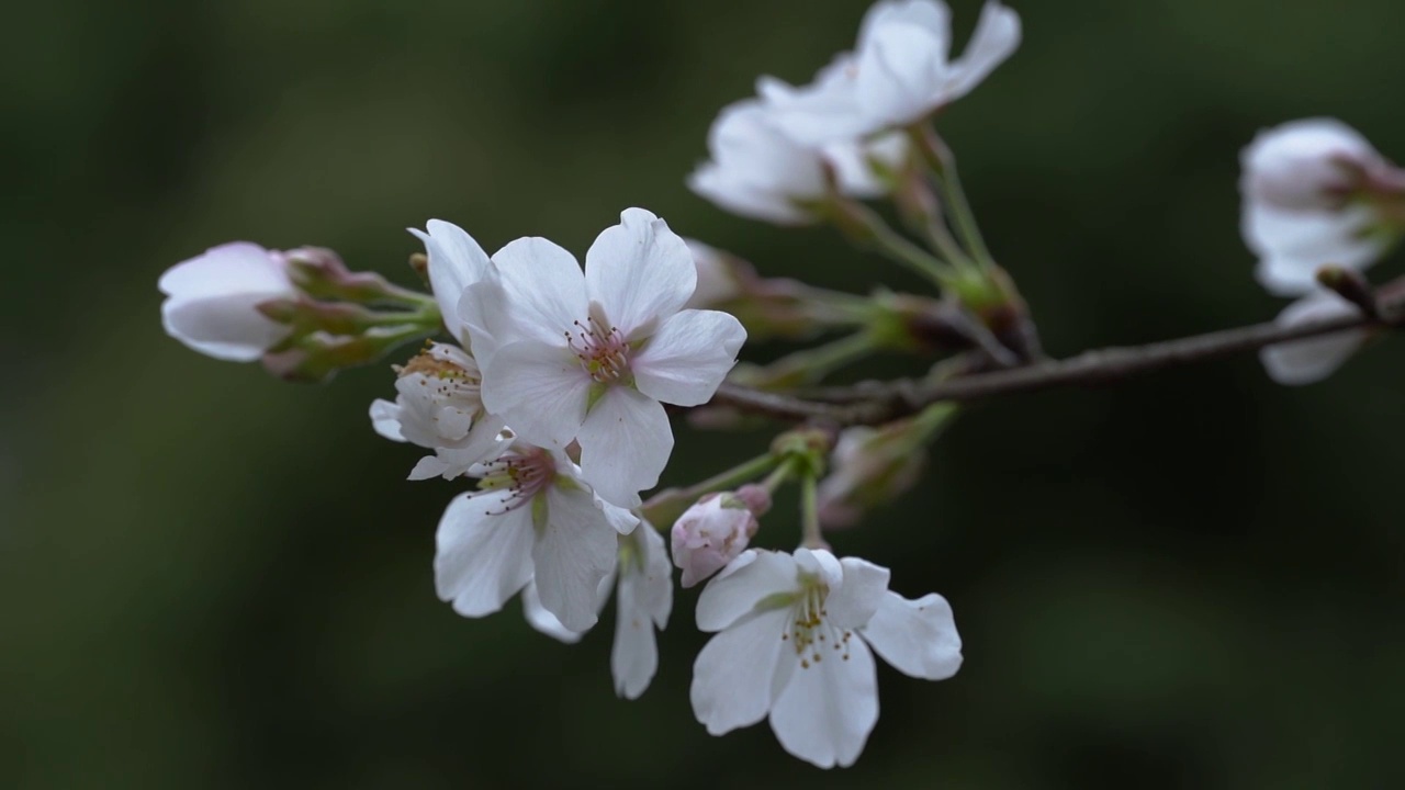 微距 樱花谷樱花特写视频素材