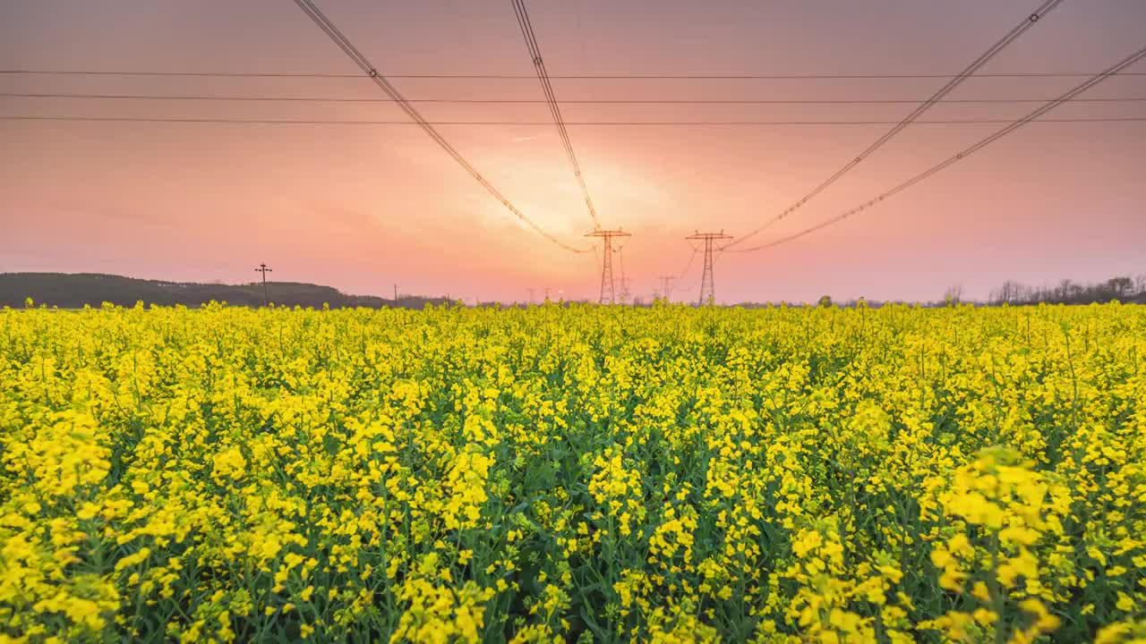 湖北荆门钟祥夕阳油菜花固定机位广角延时视频下载