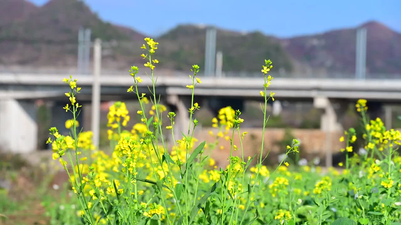 盛开的金色油菜花视频素材