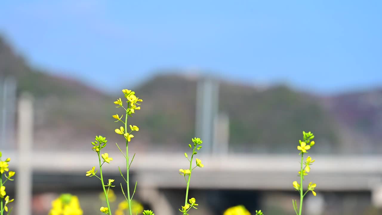 盛开的金色油菜花视频素材