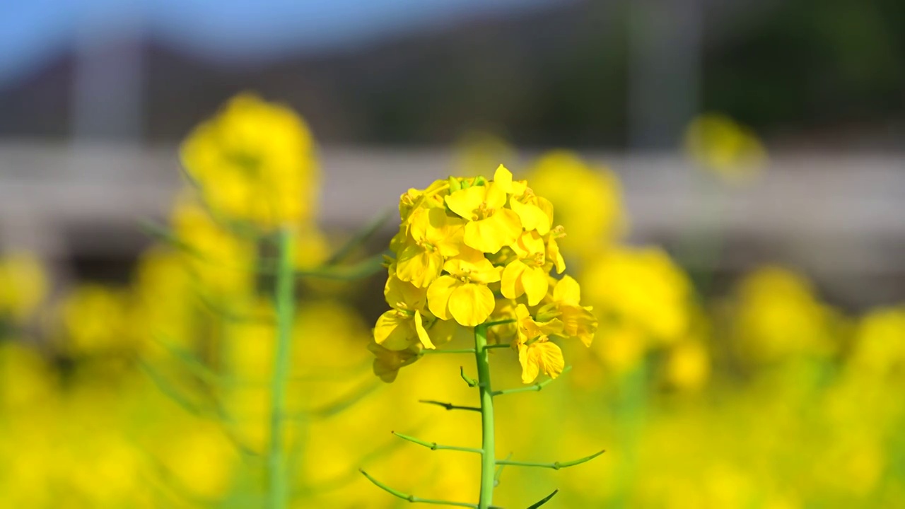 盛开的金色油菜花视频素材