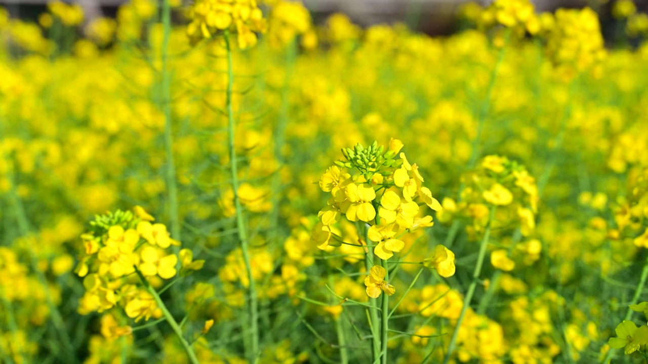 盛开的金色油菜花视频素材