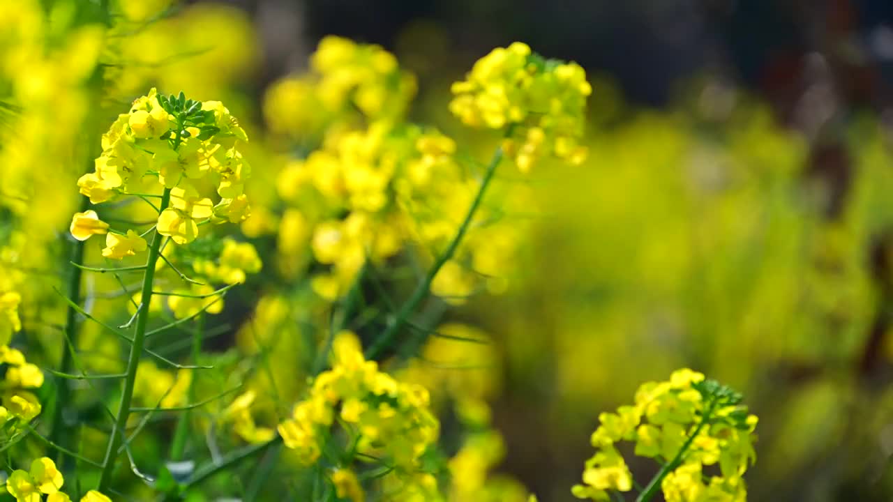 盛开的金色油菜花视频素材