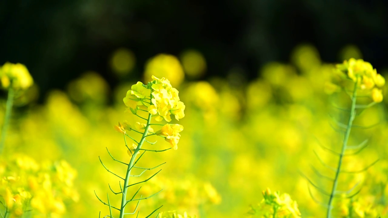 盛开的金色油菜花视频素材