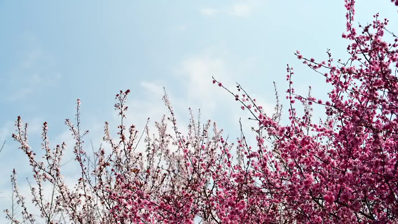 粉色的樱花正在盛开视频素材