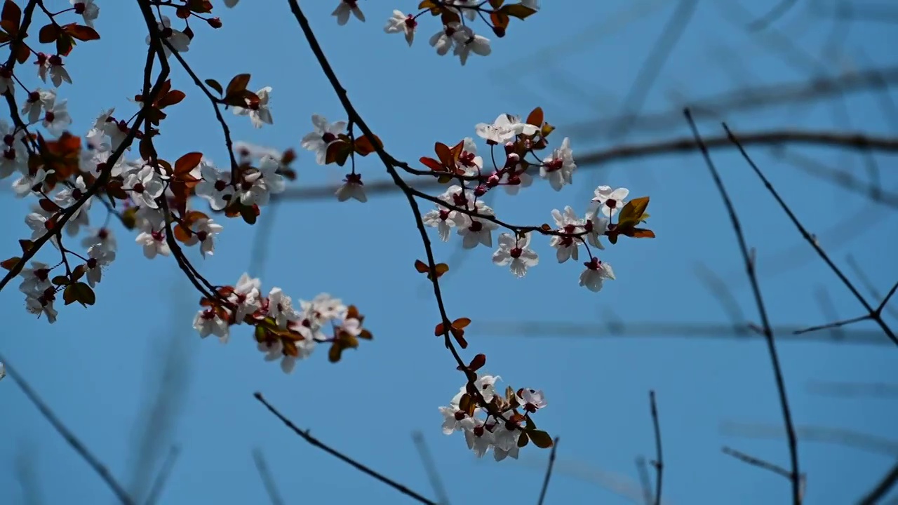 盛开的桃花视频素材