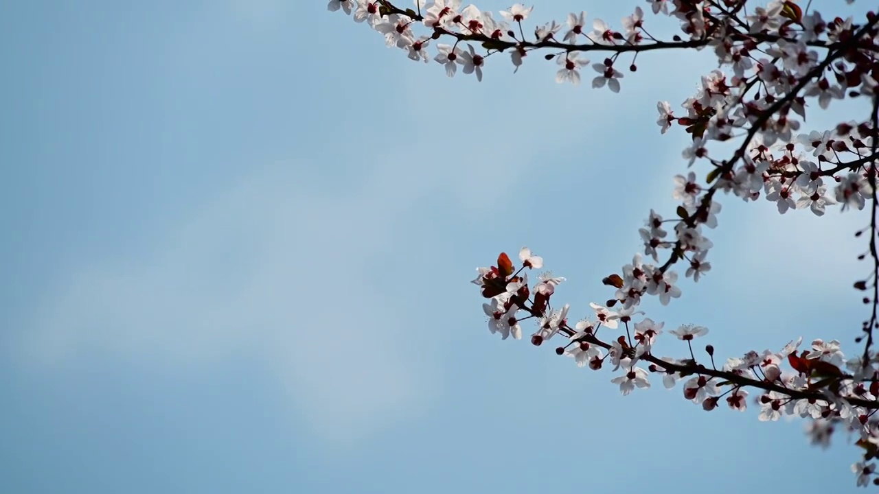 盛开的桃花视频素材