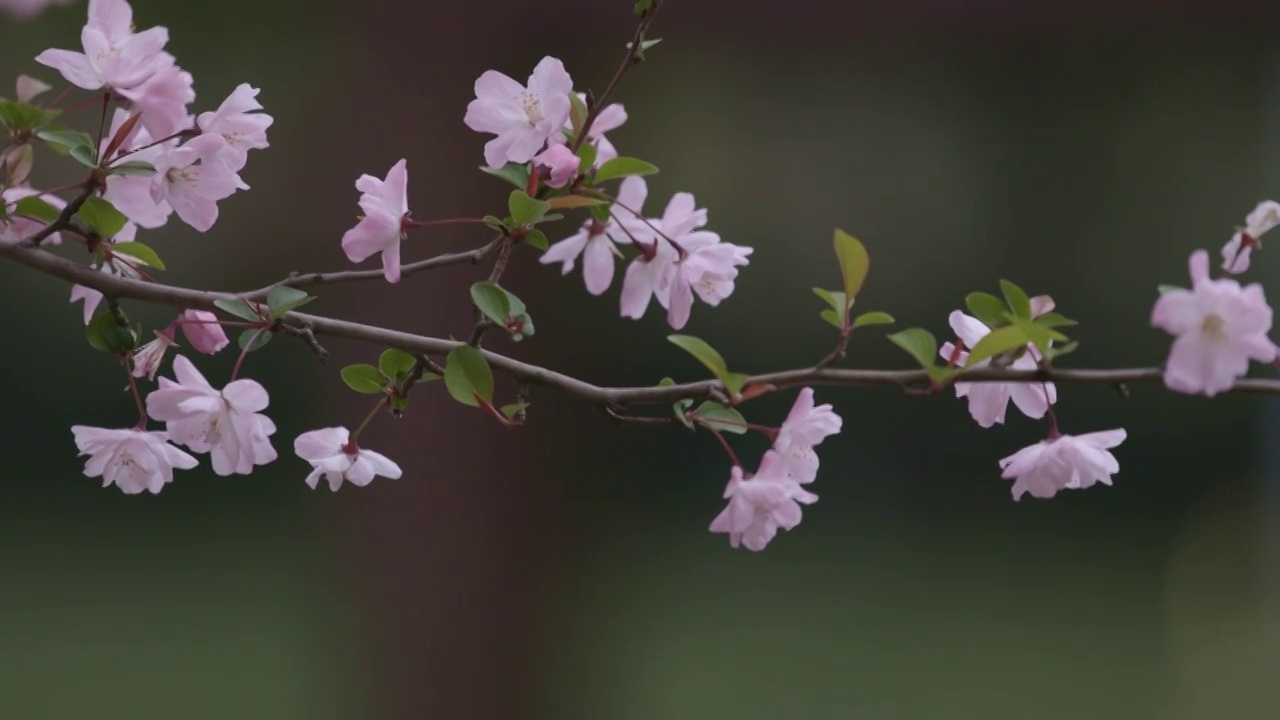 桃花特写视频素材