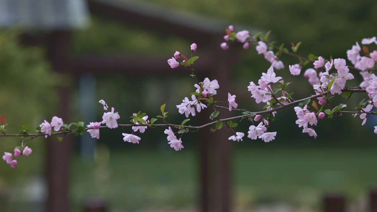 桃花特写视频素材