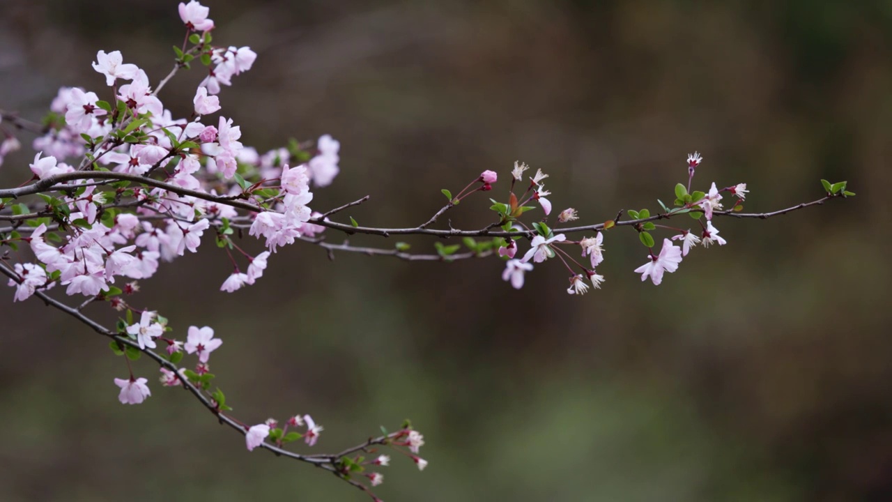 桃花特写视频素材