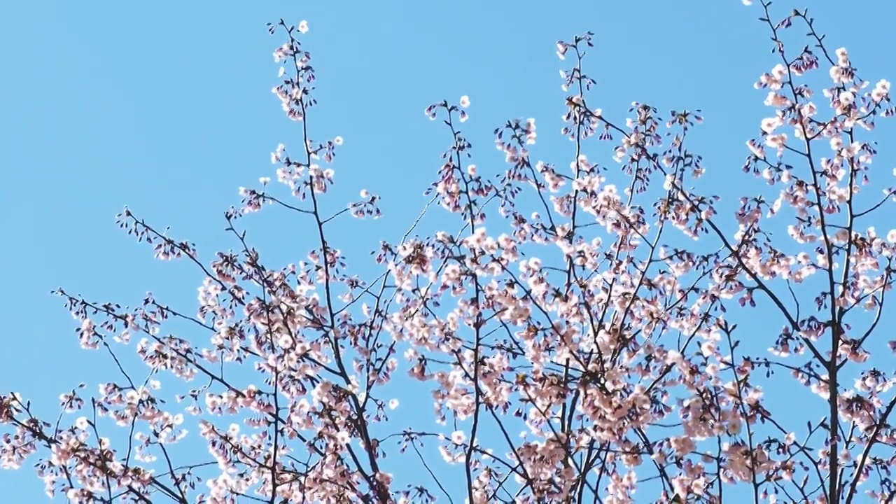 春天桃花盛开视频素材