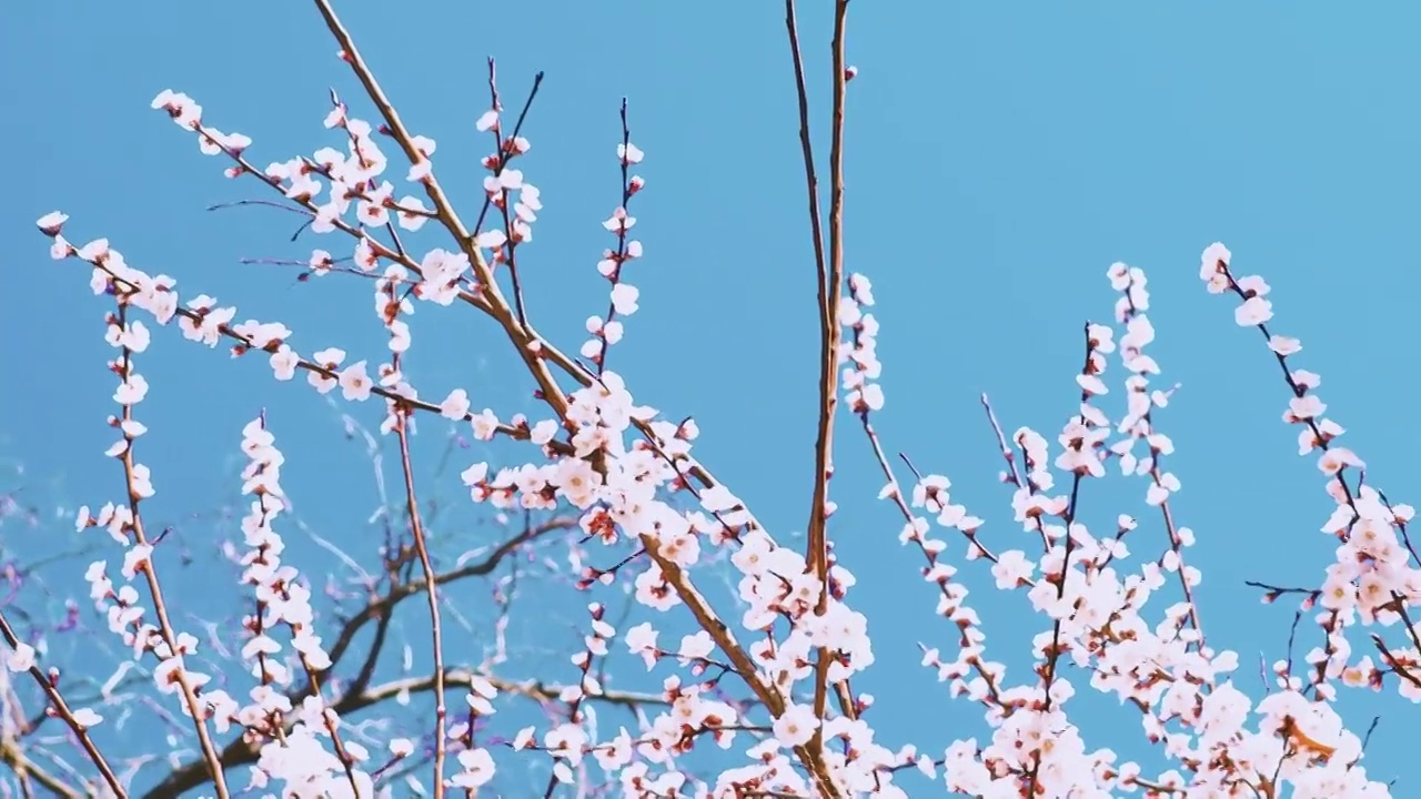 春天桃花盛开视频素材