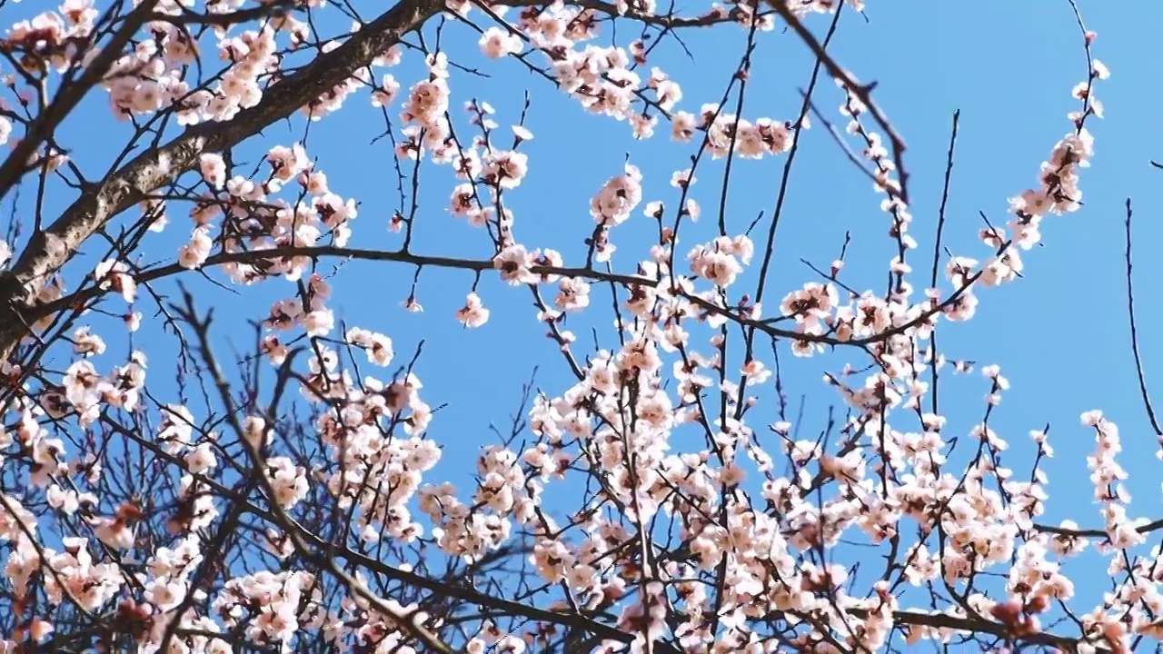 春天桃花盛开视频素材