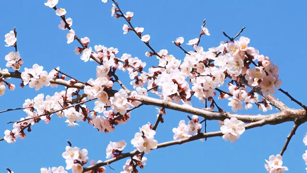 春天桃花盛开视频素材