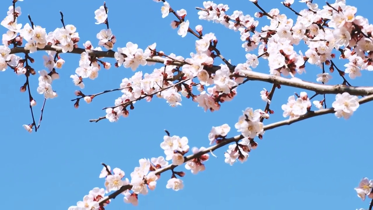 春天桃花盛开视频素材