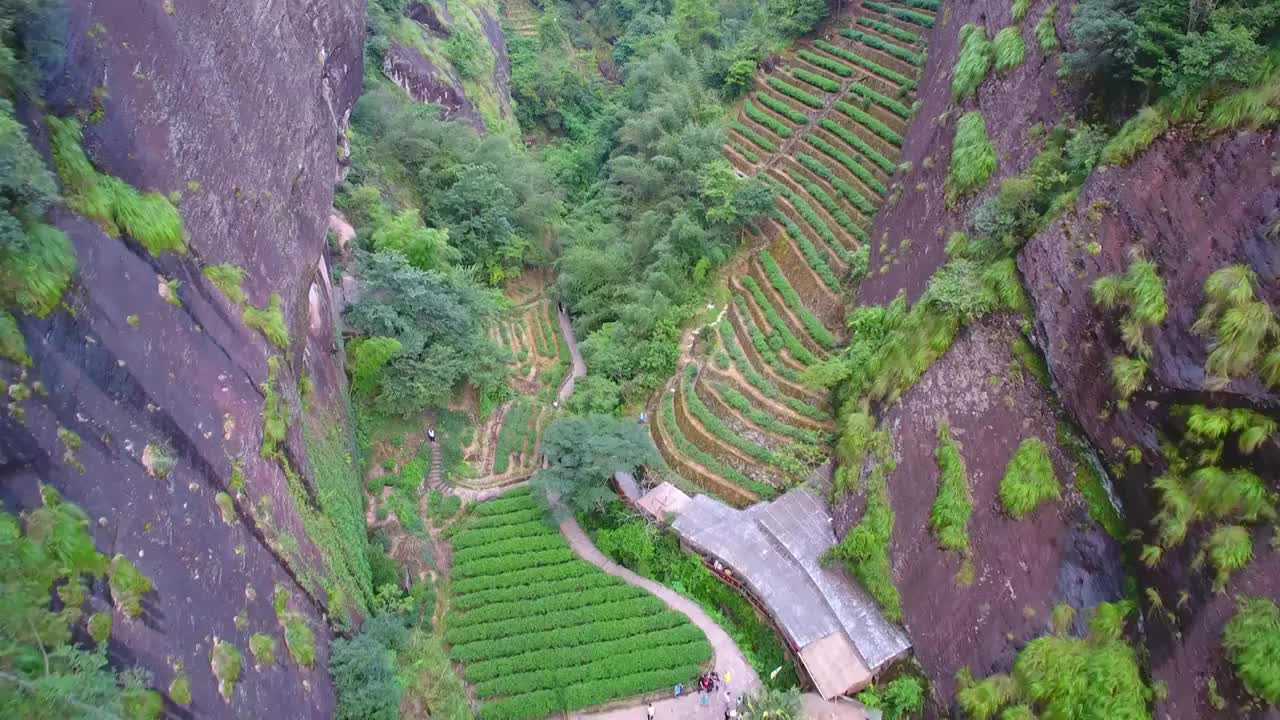 航拍武夷山岩茶大红袍茶叶产地三坑两涧正岩茶区视频素材