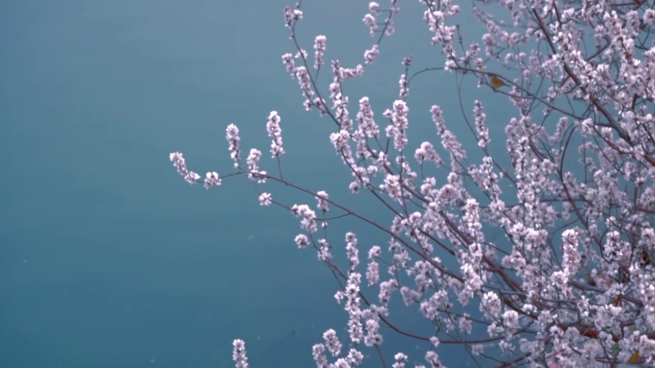 北京颐和园春天西堤桃花盛开视频素材