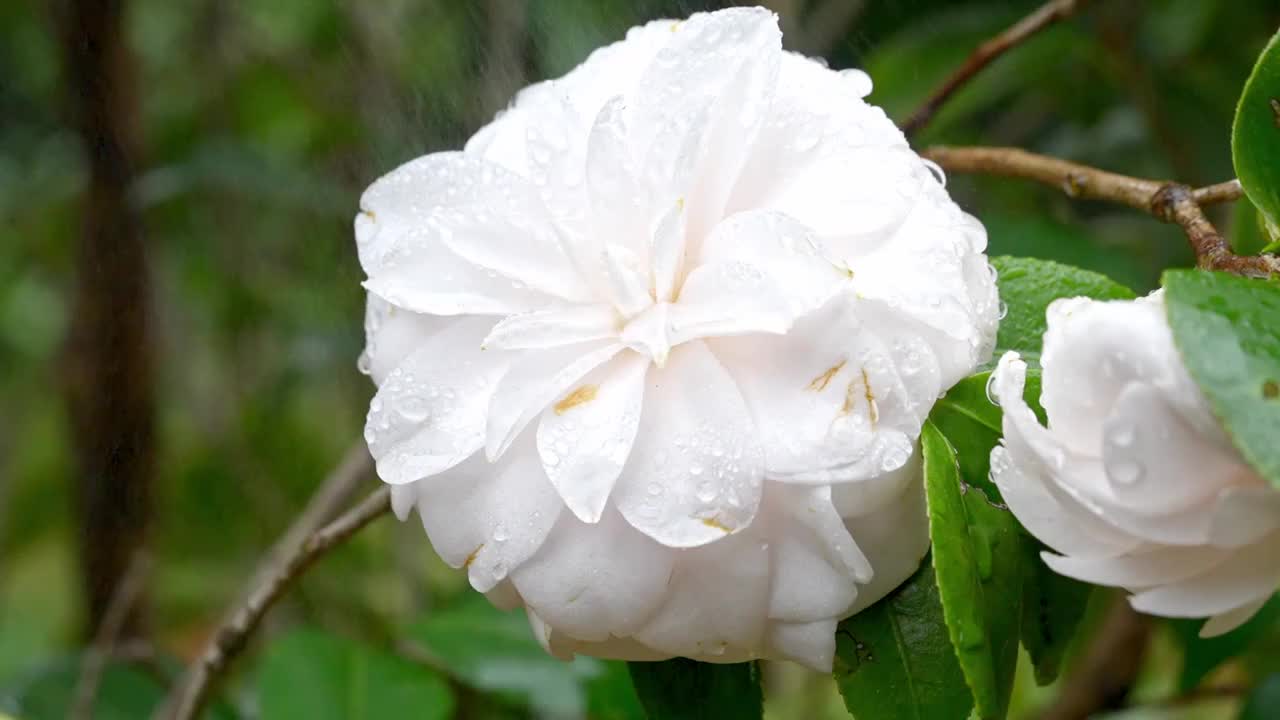 春天山茶花花瓣特写雨中的山茶视频素材