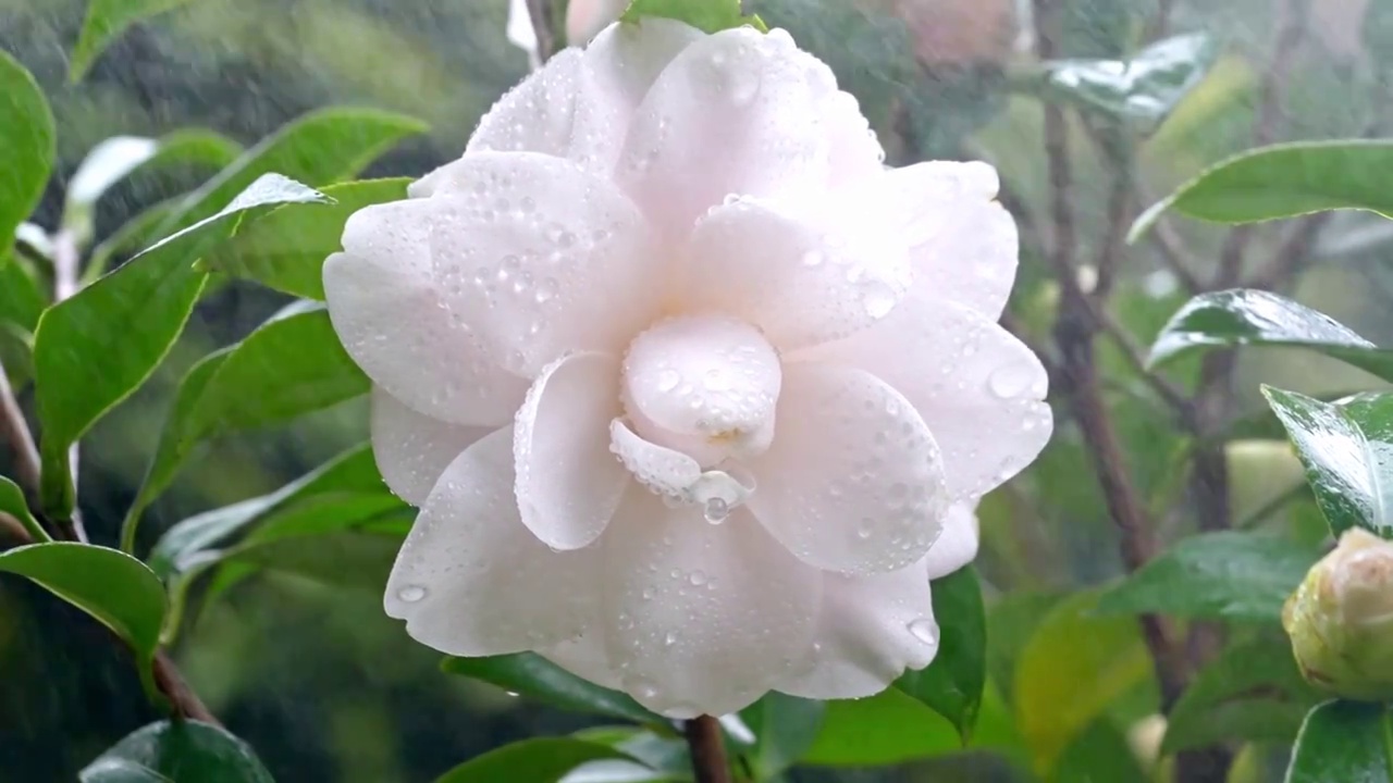 春天山茶花花瓣特写雨中的山茶视频素材