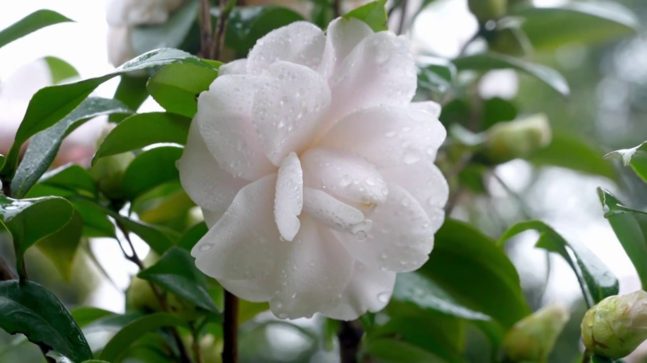 春天山茶花花瓣特写雨中的山茶视频素材