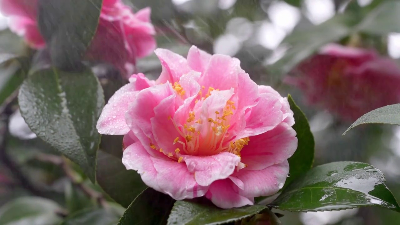 春天山茶花花瓣特写雨中的山茶视频素材