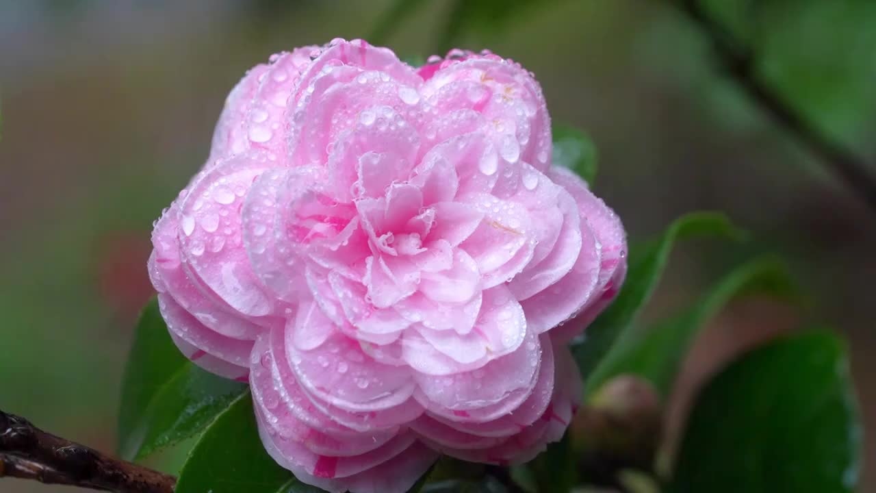 春天山茶花花瓣特写雨中的山茶视频素材