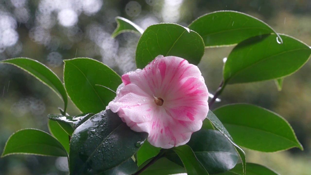 春天山茶花花瓣特写雨中的山茶视频素材