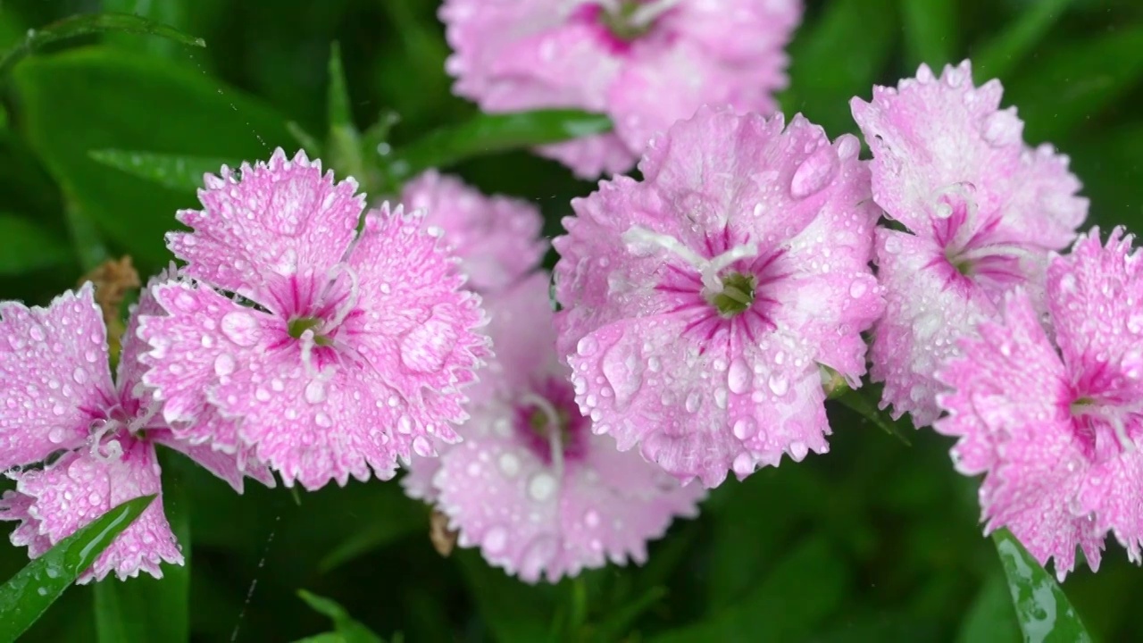 春天石竹花花瓣特写雨中的石竹视频素材